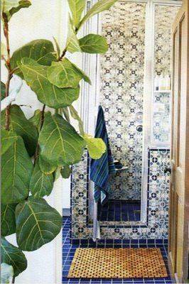 bathroom plants ficus 1 bathroom plants ficus 1