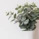 How To Pair Indoor Plants With White Interiors2